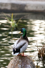 duck standing on a rock