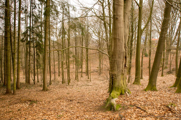 forest in spring