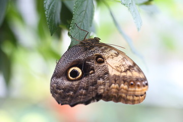 Wielki motyl © moniadk