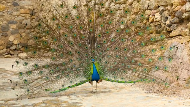 Portrait of a beautiful blue peacock