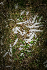 Federn liegen am Waldboden