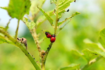 larvae of colorado beetles on the leaves of a potato