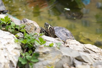 Turtle in the lake. Slovakia