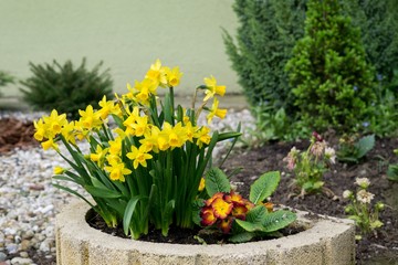 Daffodil flower in grass. Slovakia