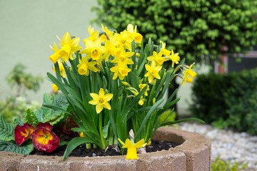 Daffodil flower in grass. Slovakia