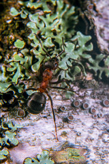 Ants
