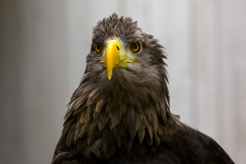 Stolzer Adler Portrait