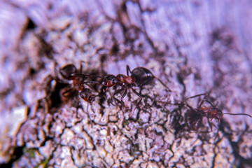 Ants