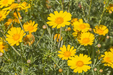 Yellow Daisy Flowers