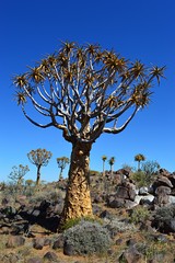 Wonderful Quiver Tree Forest in Namibia