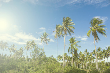 Fototapeta na wymiar Palm tree in bright sun of tropical island. Blue sky background.