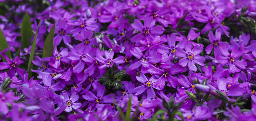Red flowers on garden flower bed 2