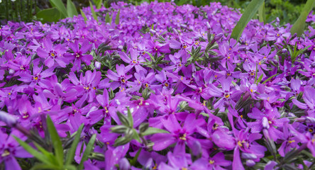 Red flowers on garden flower bed