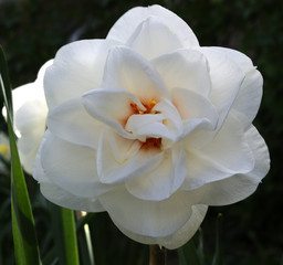 White flower daffodil on a flower bed