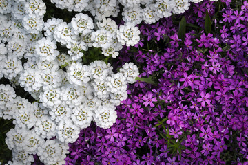 White and red flowers on garden flower bed