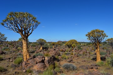 Amazing Quiver Tree Forest in Namibia