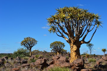 Quiver Tree Forest in the amazing Namibia