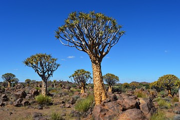 Quiver Tree Forest in the impressive Namibia