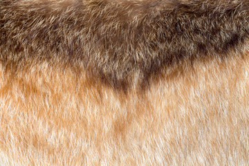 Background of fox fur
