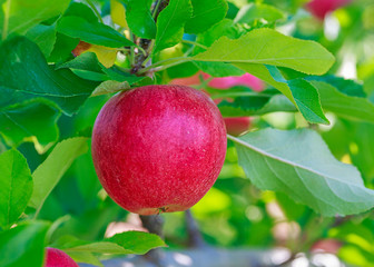 Gala apples in the orchard.