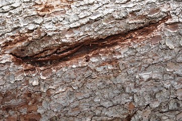 Baumrinde - Textur