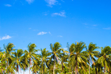 Naklejka na ściany i meble Palm tree line on tropical island. Bright blue sky background.