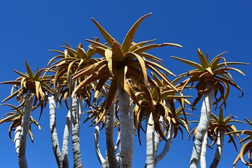 Detail of a Quiver Tree in Namibia