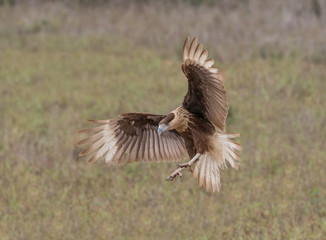 Caracara in the Landing Zone - A crested caracara, also know as a Mexican Eagle spreads its wings in preparations for a landing.