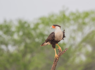 Caracara on Edge - A crested caracara, also known as the Mexican Eagle, scans for prey and is ready to pounce.