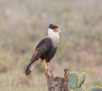 Mexican Eagle Proud - A crested caracara, also known as the Mexican Eagle, stands tall and proud as Mexico's National Bird.
