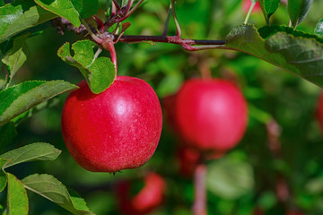 Obraz premium Gala apples in the orchard.