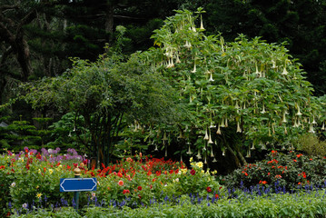 Obraz premium flower bed in the park