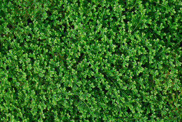 green moss for background