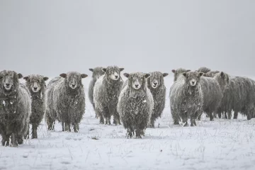 Zelfklevend Fotobehang koude schapen © scott