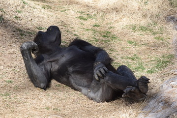 Gorilla sleep