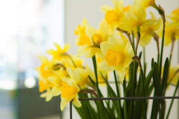 Obraz premium yellow daffodil flowers blooming in the spring