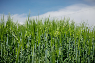 Green wheat close up. Wheat sprouts on sunny day. Green background with wheat