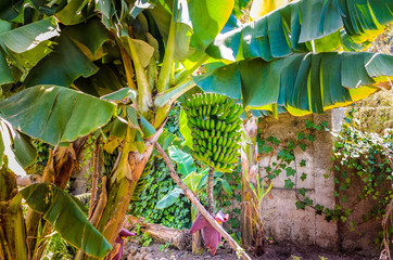 Eine wild wachsende Banananstaude mit Bluete