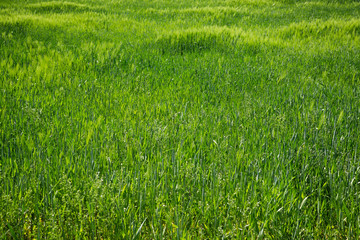 green wheat field