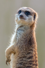 Suricata suricatta