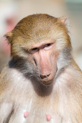 Hamadryas baboon