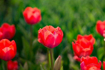 Beautiful red tulips in nature