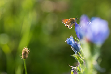 Mattscheckiger Braun-Dickkopffalter auf Blüte