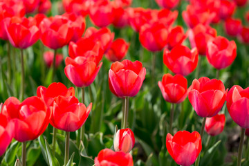 Fototapeta premium Beautiful red tulips in nature