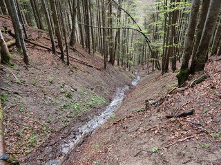 stream in the forest