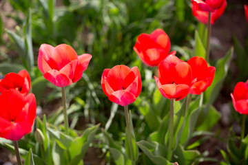 Beautiful red tulips in nature