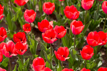 Beautiful red tulips in nature