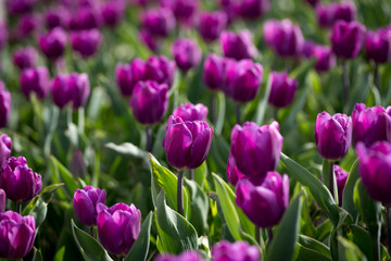 Obraz premium Beautiful purple tulips in nature