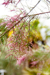 Large drops of dew or rain on the flowers, branches and leaves.