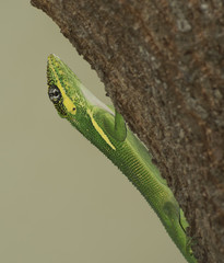 Bright green and yellow Cuban knight anole clinging to the brown bark of a tree with a pale green background.